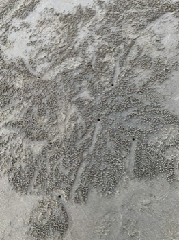 Sand balls on the beach.