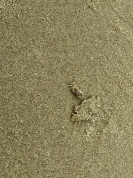 The little crab that makes the sand balls.