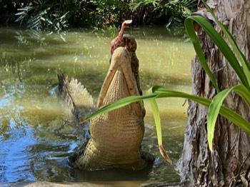 Feeding a crocodile!