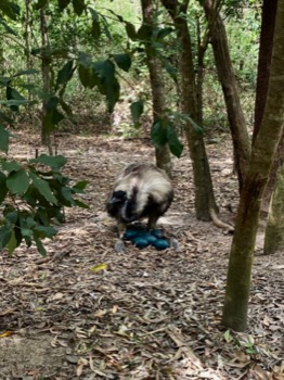 A cassowary settling on their eggs.