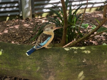 Kingfisher - a relative of the Kookaburra.