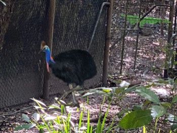 Cassowary