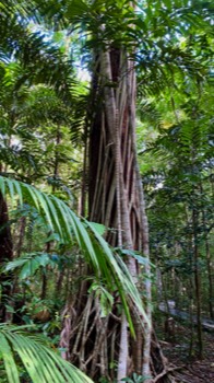 The rainforest.